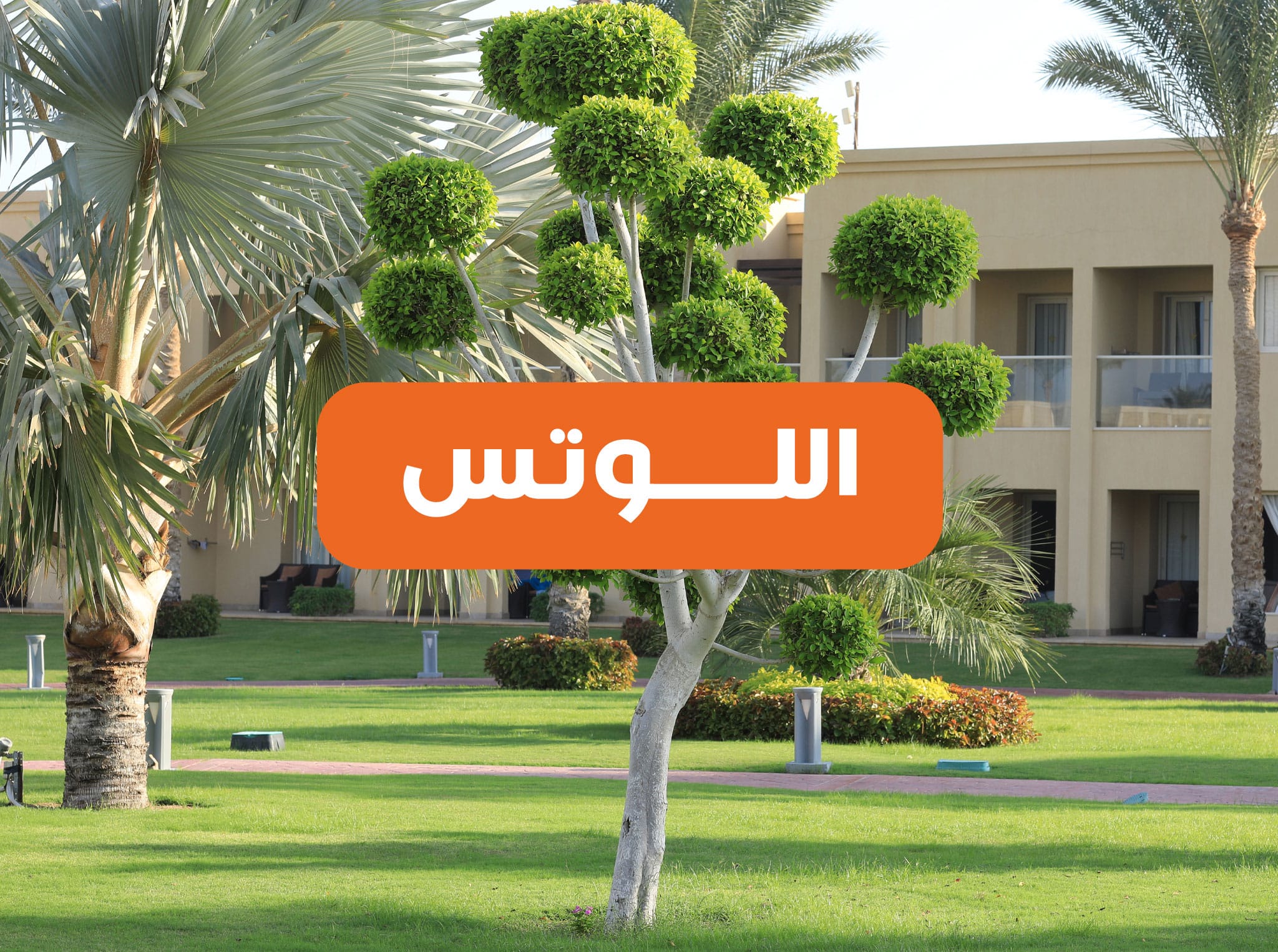 اللوتس التجمع الخامس القاهرة الجديدة